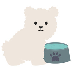 little dog adorable with dish water