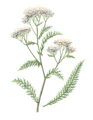 Yarrow Pencil Illustration Isolated on White
