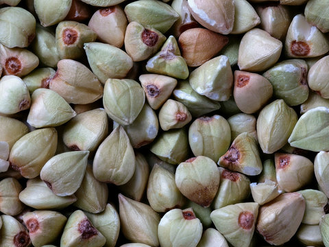 Macro Close-up of Buckwheat Seeds, Fagopyrum esculentum, Food Background