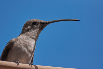 Picaflor del norte © Enrique