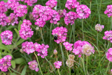 Pink and Bee