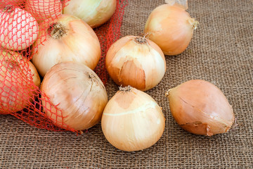 A lot of fresh yellow onions spilled out of the mesh package on a rough sackcloth background....