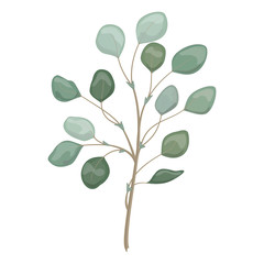 Art watercolor natural branches leaves eucalyptus elements. Vector illustration .