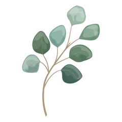 Art watercolor natural branches leaves eucalyptus elements. Vector illustration .