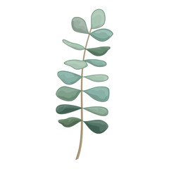 Art watercolor natural branches leaves eucalyptus elements. Vector illustration .