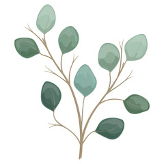 Art watercolor natural branches leaves eucalyptus elements. Vector illustration .