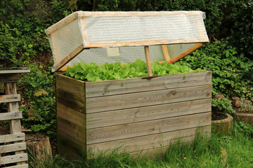Hochbeet mit Kopfsalat