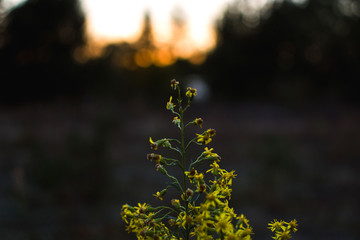 Polne kwiaty © Dominika