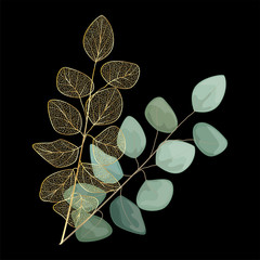 Branch with leaves eucalyptus. Vector illustration.