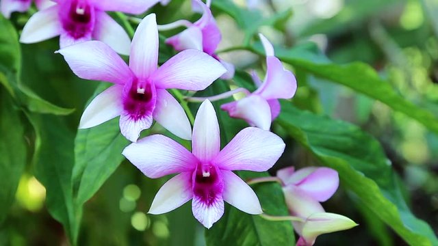 Purple flowers with colorful beauty.