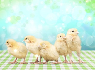 Cute little chicken isolated on white