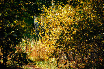 Orange yellow golden autumn leaves in sunset. Scenic autumn rich flora in golden hour. Colorful foliage in sunrise. Natural multicolor plants background in sunlight. Sunny fall nature backdrop.