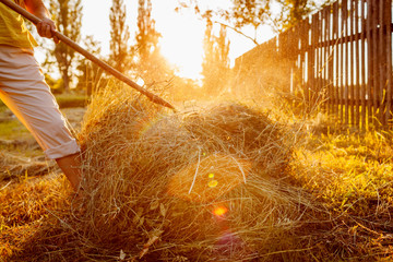 Farmer woman gathers hay with pitchfork at sunset in countryside. Hard work in village.
