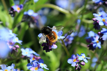 Wildbiene
