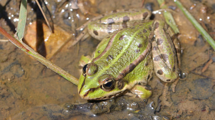 Rana en el Embalse del Ebro