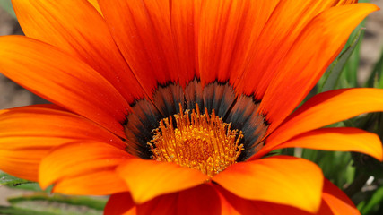 Gazania en Cantabria