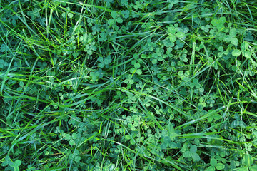Green background with grass and clover leaves