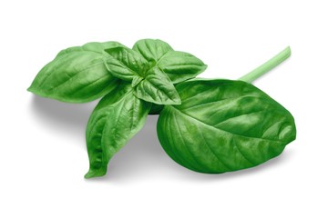 Green basil leaves on white background