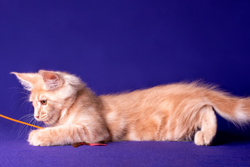 Adorable cute maine coon kitten on blue background in studio, isolated.