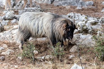 Mountain goat in the forest