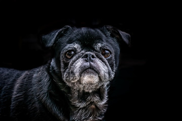portrait of a dog