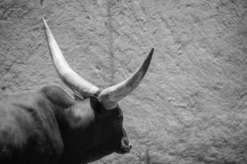 ankole watusi cattle