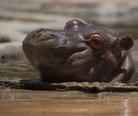 Fototapeta na wymiar cute baby hippo taking a sun bath