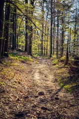 Beautiful spring forest scenery. Sunlit trail in the mountains.
