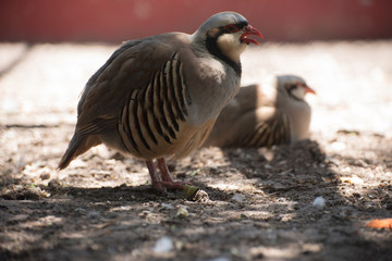 red legged partridge 