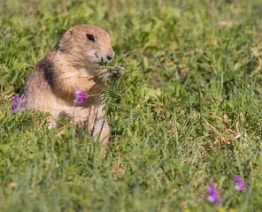 Black-tailed prairie dog are  feeding flowers at the grasslands of Roberts Prairie Dog Town