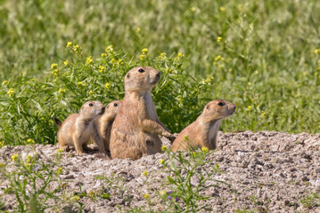 Black-tailed prairie dogs are  around hole at the grasslands of Roberts Prairie Dog Town
