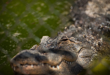 picture of a crocodile from the other side of a fence on a sunny day