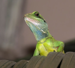 Chinese water dragon (Physignathus cocincinus) portrait