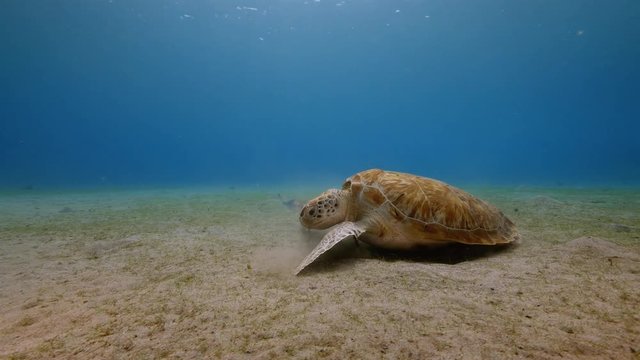 Green Sea Turtle in coral reef of Caribbean Sea around Curacao