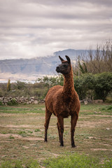LLama, typical animal of the Argentine north.