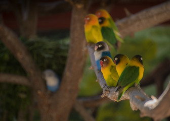 many colorful parrots standing aligned on a brancha