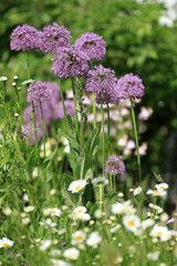Alium