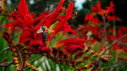 red tropical flower