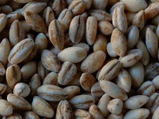 Macro Close-up of Barley Grains, Hordeum vulgare, Food Background