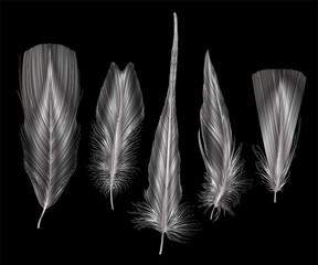 Set of isolated feathers. Vector illustration