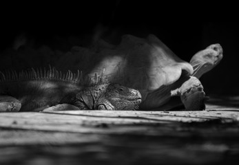 black and withe, big Iguana lying on the ground next to a spurred tortoise