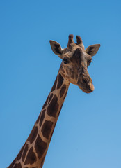 Close up of a giraffe with blue sky background