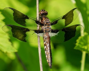 Dragonfly, twelve-spotted skimmer, closeup
