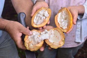 Delicioso Cacao orgánico Ecuatoriano