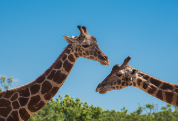close up of two giraffes looking each other with blue sky and green plants at the back