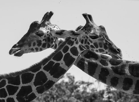 black and white close up of a couple of giraffes