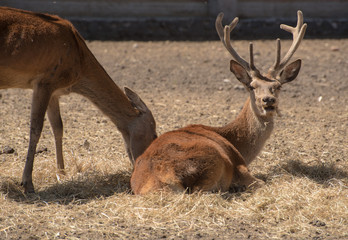 deer lying on the grass staring to the camera, zoo concept