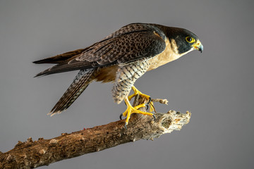 Peregrine Falcon perched on branch with plain gray background