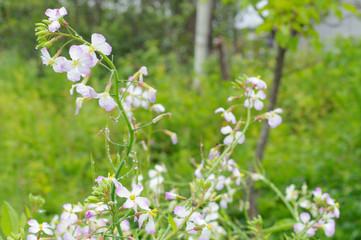 Сardamine pratensis. Beautiful wildflowers with raindrops.