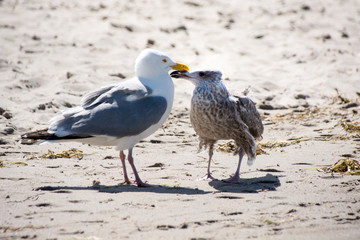 Seagulls , Rügen , Baltic Sea
